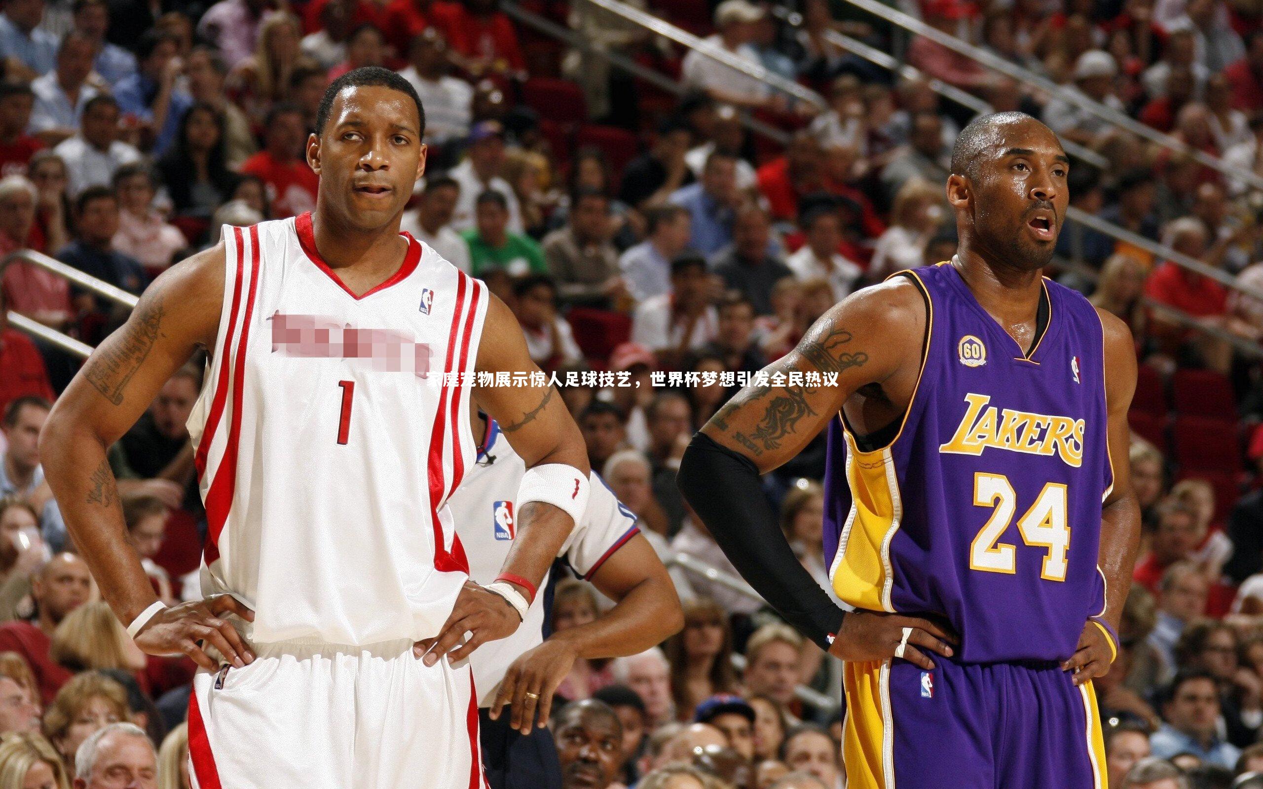 家庭宠物展示惊人足球技艺，世界杯梦想引发全民热议